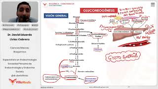 Carbohidratos  Gluconeogénesis [upl. by Fortunio]