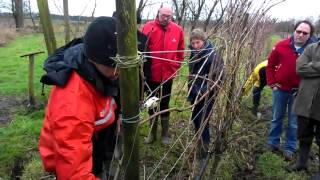 cursus Wintersnoei Druiven 2014 Brabantse Wijnbouwers [upl. by Allemrac258]