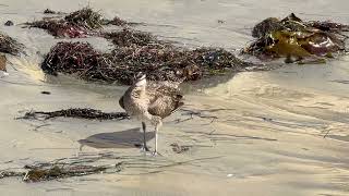 Whimbrel North Pacific Beach San Diego October 27 2024 [upl. by Odysseus]