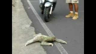 Threetoed sloth crossing the road in Costa Rica [upl. by Derfla19]