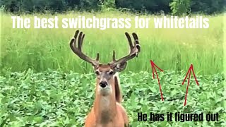 The best switchgrass for whitetails [upl. by Akcirret507]