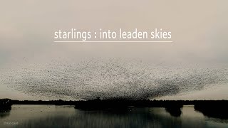 Starlings  into leaden skies [upl. by Akenat]