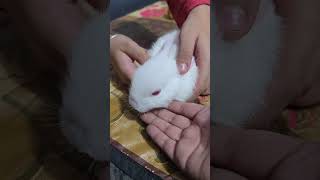 coco 2 new pet 3 Nov 2024 himanshhitansh [upl. by Neelyaj829]