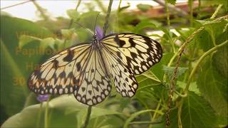 Vlindertuin Papiliorama  Butterfly garden Havelte the Netherlands [upl. by Bruis]