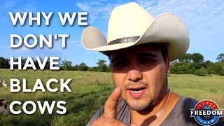 Why We DONT Raise Black Angus Cattle [upl. by Eibob753]