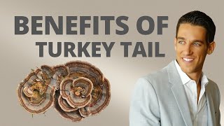 Benefits of Turkey Tail Mushroom TrametesCoriolus Versicolor [upl. by Rehpotsyrhc360]