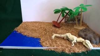 Fossilization Process stop motion [upl. by Hannavahs614]