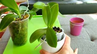 How I care for my miniature phalenopsis orchids [upl. by Vergne]