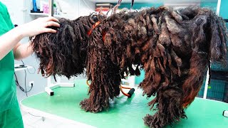 YOU WONT BELIEVE how this DOG looks before shaving all these dreadlocks [upl. by Simona]