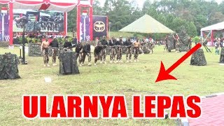 NGERII ULAR LEPAS SAAT KOPASSUS TUNJUKAN AKSINYA [upl. by Pontius241]