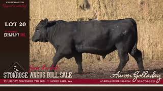 Stokrose Angus Bull Sale  Lot 20 516L [upl. by Meghan]