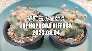 翠冠玉の植替え Lophophora diffusa 2023 03 04 [upl. by Ilah]