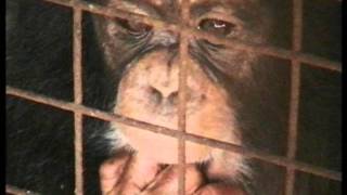 My Mates A Primate commercial [upl. by Saul]