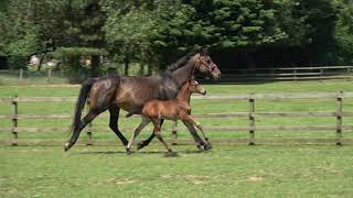 Filly foal by Sir Donnerhall x Roussau [upl. by Nepsa]