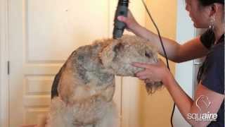 Airedale Grooming  Clipping 26  Rough Clip of the Head [upl. by Eahsat]