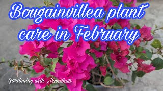 Bougainvillea plant care in February 🌿 gardening bougainvillea flowers [upl. by Whitcher]