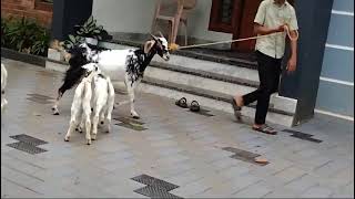 2024 goat lintokeettikkal animals youtube farming farm [upl. by Orecul]