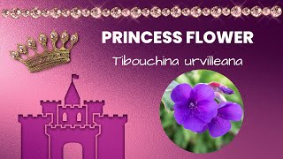 Princess flower care at home Tibouchina urvilleana  Brilliant House Plant [upl. by Sy]