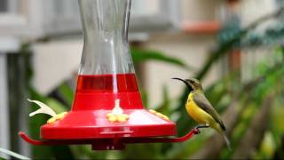 Sunbird Feeder [upl. by Brosine]