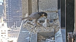 Second lunch for three cute Falcon babies  367 Collins Falcons  Oct 09 2024 [upl. by Esinrahc359]