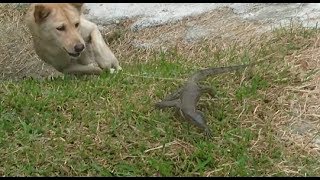 Anjing vs Biawak  Tasu vs Savong [upl. by Eytak116]