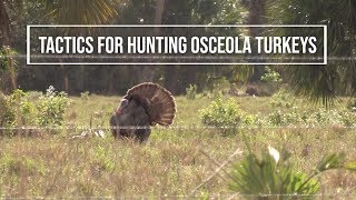 Tactics for Hunting Osceola Turkeys [upl. by Amatruda]