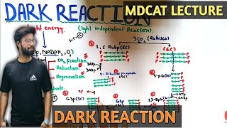 Calvin Cycle  NMDCAT 2021  Dark reaction of Photosynthesis [upl. by Yrrehc]