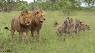 The BLACK DAM males defend kill from HYENAS and VULTURES [upl. by Cirle538]