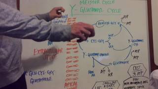 Gamma Glutamyl Pathway Explained [upl. by Woodcock]