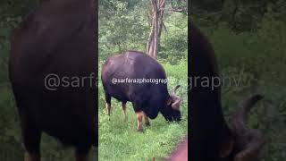 INDIAN WILD GAUR [upl. by Ramled]