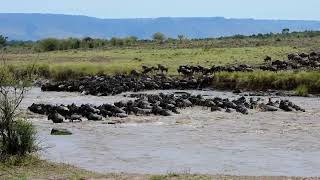 The Great Wildebeest Migration Maasai Mara Game Reserve September 2019  Roscatography [upl. by Bate]