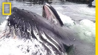 Watch a Humpback Whale Surface Right in Front of You  National Geographic [upl. by Levan]