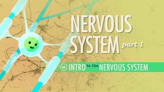 The Nervous System Part 1 Crash Course Anatomy amp Physiology 8 [upl. by Kajdan571]