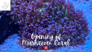 Opening of Mushroom Coral [upl. by Nangem]