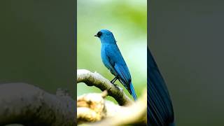 Mesmerizing Verditer Flycatcher A Birding Delight 🐦 BirdWatching naturelovers shorts ytshorts [upl. by Niamart]