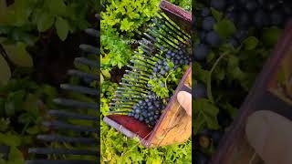 Blueberry picking harvesting berryfarm wildberries bilberry blueberries [upl. by Rabma]