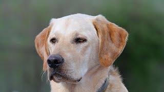 Labrador Retriever Training  Videos never go as planned [upl. by Arron]