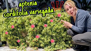 CÓMO CONSEGUIR que este ENORME mi aptenia cordifolia [upl. by Noed]