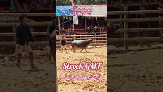 str  Arena ToBatu Tondon  Adat Adu kerbau toraja  tedong silaga buffalo fight [upl. by Mile]