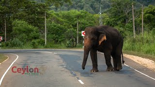 elephant using elephant corridor elephants habarana corridor [upl. by Miarhpe700]