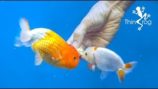 4 Best Goldfish Foods [upl. by Newg]