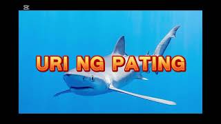 ang pating bow [upl. by Denn]