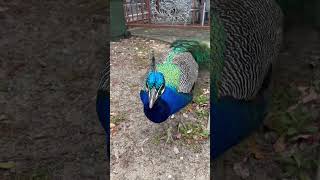 Feeding peacock 🦚 [upl. by Emilio]