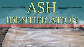 Identifying Ash Firewood and Why I Chose A Stihl 462 Chainsaw over a 500i or 661 [upl. by Tracey]