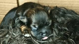 Stray dog and her puppy thrown into a dumpster to fend for themselves until this happened [upl. by Llyrat781]