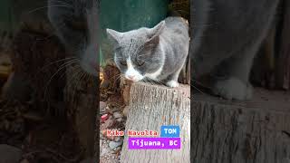 707 tijuana cat pets like happy animals song life shortsfeed shortvideo shorts nature [upl. by Idalia974]