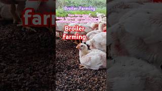 Broiler chicken farming [upl. by Ahsinat874]