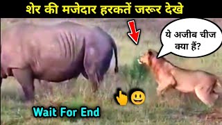 शेर की कुछ मजेदार हरकतें 😃 lion funny moments lion rhino animalroaster [upl. by Paxton]