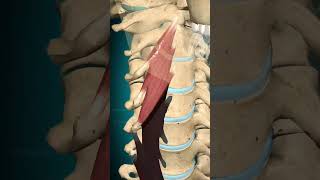 Longus colli muscle action Vertebral column Ipsilateral rotation anatomy muscle [upl. by Aicargatla]