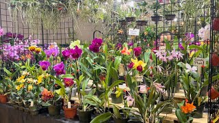 Orchid Show Preview Day 💖Wellington International Orchid Show First Annual 2024 [upl. by Merdith]